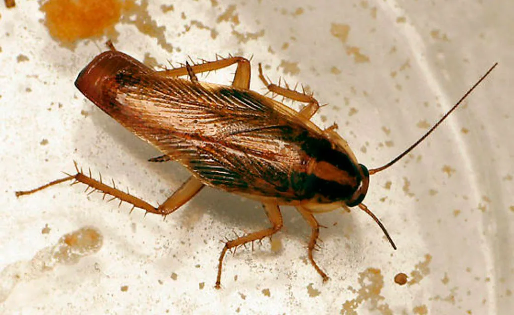 Cucarachas