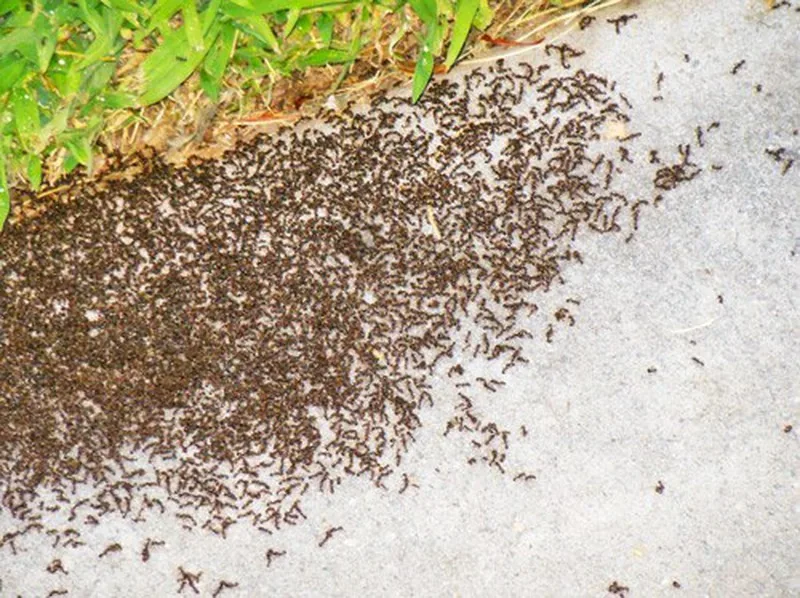 Hormigas