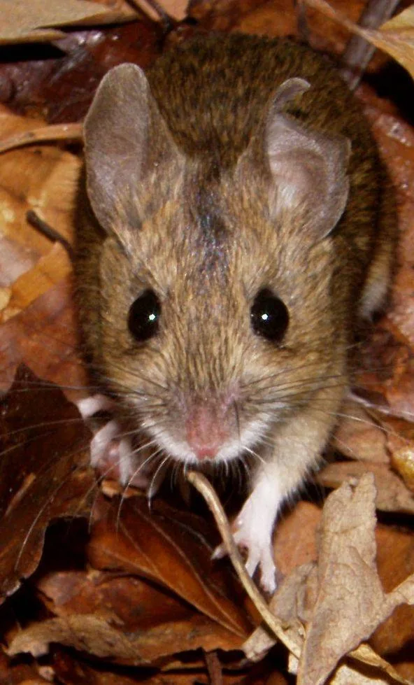 Ratas y roedores